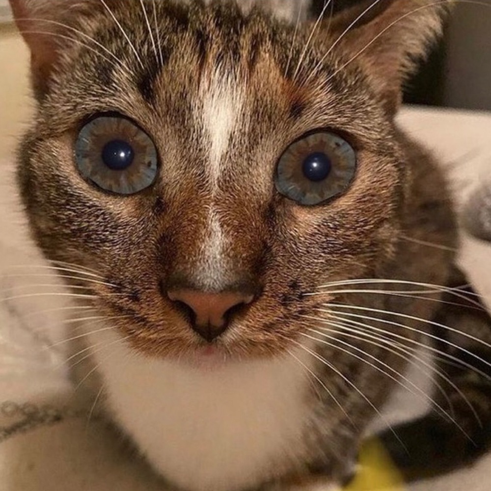 Meet your Posher, Sophia